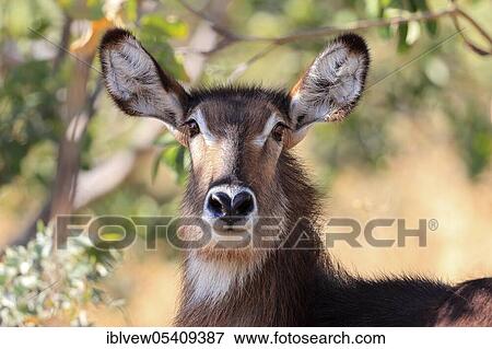 Stock Photo - Common Ellipsen waterbuck (Kobus ellipsiprymnus) Savuti, Chobe National Park, Botswana, Africa. Fotosearch