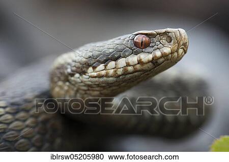Stock Image - Common European Adder (Vipera berus), Lower Saxony, Germany, Europe. Fotosearch