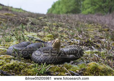 Common European Adder (Vipera berus), Lower Saxony, Germany, Europe View Large Photo Image Stock Image - Common European Adder (Vipera berus), Lower Saxony, Germany, Europe. Fotosearch