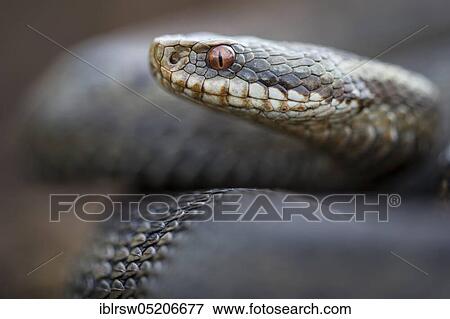 Common European viper (Vipera berus) Goldenstedter Moor, Lower Saxony, Germany, Europe View Large Photo Image Stock Photo - Common European viper (Vipera berus) Goldenstedter Moor, Lower Saxony, Germany, Europe. Fotosearch