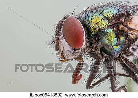 Stock Image - Common green bottle fly (Lucilia sericata), Hanover, Lower Saxony, Germany, Europe. Fotosearch