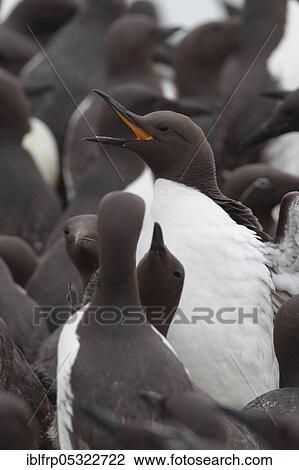 Stock Image - Common Guillemot, Guillemot Commom, Uria eel. Fotosearch