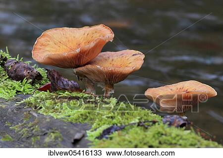 Stock Image - Common Hallimasch, Linzgau, Baden-Württemberg, Germany, Europe. Fotosearch