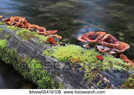 Stock Photo - Common Hallimasch, Linzgau, Baden-Württemberg, Germany, Europe. Fotosearch