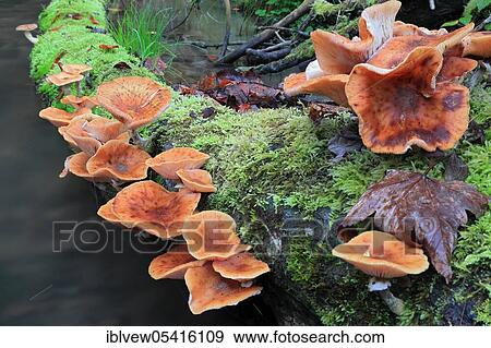 Stock Photo - Common Hallimasch, Linzgau, Baden-Württemberg, Germany, Europe. Fotosearch
