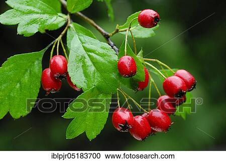 Stock Image - Common hawthorn ( Crataegus monogyna). Fotosearch