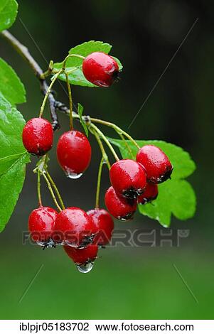 Common hawthorn ( Crataegus monogyna) View Large Photo Image Stock Image - Common hawthorn ( Crataegus monogyna). Fotosearch