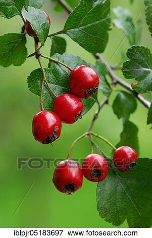 Stock Photo - Common hawthorn ( Crataegus monogyna). Fotosearch