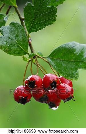 Stock Photo - Common hawthorn ( Crataegus monogyna). Fotosearch