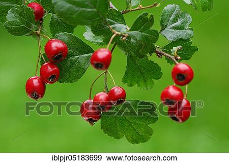 Common hawthorn ( Crataegus monogyna) View Large Photo Image Stock Photo - Common hawthorn ( Crataegus monogyna). Fotosearch