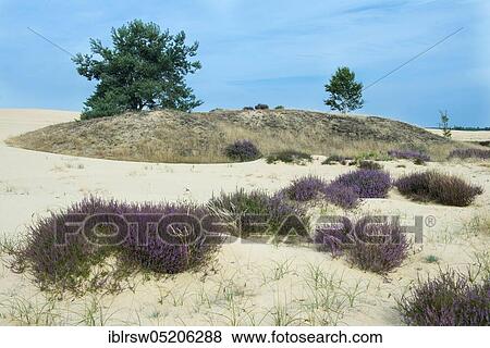Stock Photo - Common Heather (Calluna vulgaris), Hooge Veluwe National Park, Gelderland, Netherlands. Fotosearch