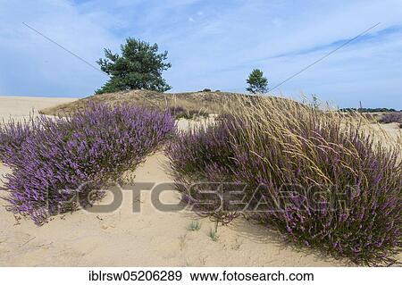 Stock Photo - Common Heather (Calluna vulgaris), Hooge Veluwe National Park, Gelderland, Netherlands. Fotosearch