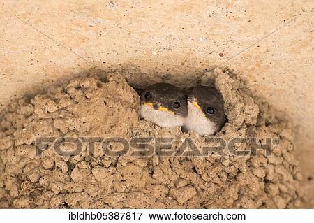 Common house martins (Delichon urbicum), young bird, Mecklenburg-Vorpommern, Germany, Europe View Large Photo Image Stock Photo - Common house martins (Delichon urbicum), young bird, Mecklenburg-Vorpommern, Germany, Europe. Fotosearch
