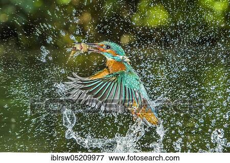 Stock Photo - Common kingfisher (Alcedo atthis), Netherlands. Fotosearch