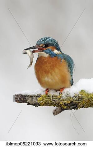 Common kingfisher (Alcedo atthis) with captured belica (Leucaspius delineatus) View Large Photo Image Stock Image - Common kingfisher (Alcedo atthis) with captured belica (Leucaspius delineatus). Fotosearch