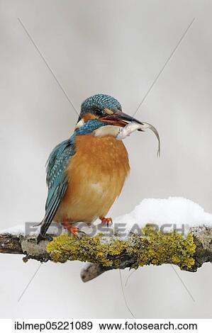 Common kingfisher (Alcedo atthis) with captured belica (Leucaspius delineatus) View Large Photo Image Stock Photo - Common kingfisher (Alcedo atthis) with captured belica (Leucaspius delineatus). Fotosearch