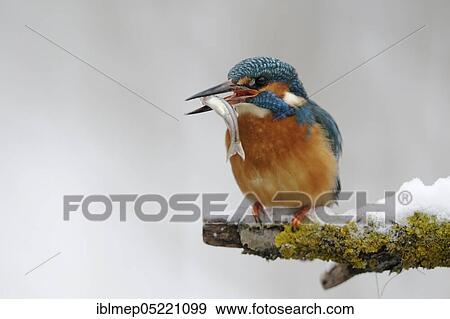 Common kingfisher (Alcedo atthis) with captured belica (Leucaspius delineatus) View Large Photo Image Stock Photo - Common kingfisher (Alcedo atthis) with captured belica (Leucaspius delineatus). Fotosearch