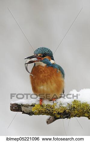 Common kingfisher (Alcedo atthis) with captured belica (Leucaspius delineatus) View Large Photo Image Stock Photograph - Common kingfisher (Alcedo atthis) with captured belica (Leucaspius delineatus). Fotosearch