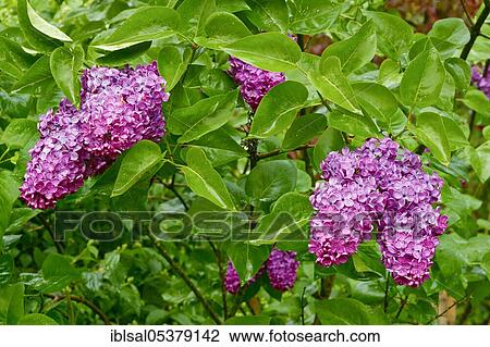 Common Lilac ( Syringa vulgaris) View Large Photo Image Stock Image - Common Lilac ( Syringa vulgaris). Fotosearch