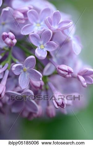 Stock Photograph - Common Lilac ( Syringa vulgaris). Fotosearch