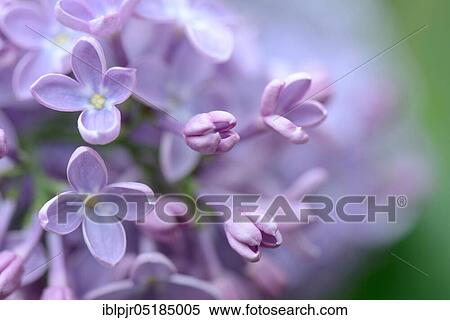 Stock Photography - Common Lilac ( Syringa vulgaris). Fotosearch
