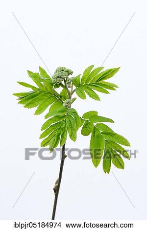 Picture - Common mountain ash ( Sorbus acuparia). Fotosearch
