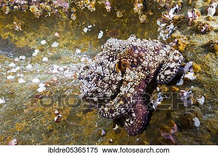 Common Octopus (Octopus vulgaris), Roca Partida, Revillagigedo Islands, Mexico, Central America View Large Photo Image Stock Photography - Common Octopus (Octopus vulgaris), Roca Partida, Revillagigedo Islands, Mexico, Central America. Fotosearch