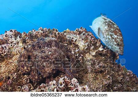 Stock Photo - Common Octopus (Octopus vulgaris), Socorro, Revillagigedo Islands, Mexico, Central America. Fotosearch
