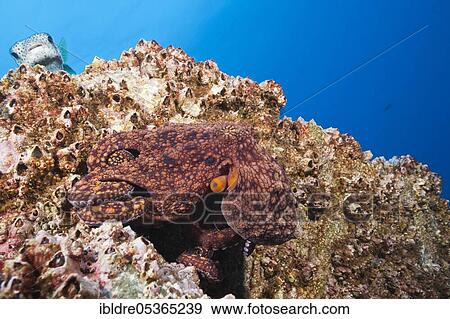 Stock Photo - Common Octopus (Octopus vulgaris), Socorro, Revillagigedo Islands, Mexico, Central America. Fotosearch