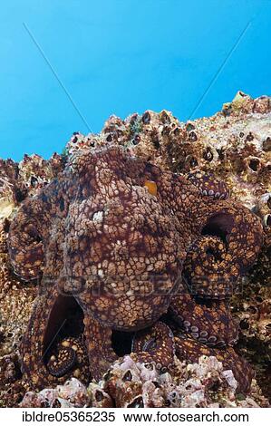 Stock Photography - Common Octopus (Octopus vulgaris), Socorro, Revillagigedo Islands, Mexico, Central America. Fotosearch