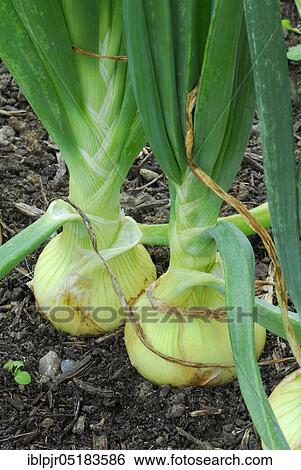 Stock Photograph - Common onion (Allium cepa) The Befordshire Champion variety.. Fotosearch