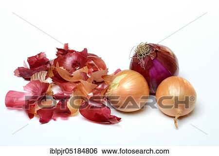 Stock Photograph - Common onionpeel and ( Allium cepa). Fotosearch