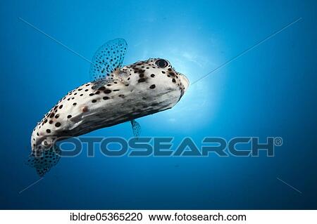 Stock Image - Common Porcupinefish (Diodon hystrix), Socorro, Revillagigedo Islands, Mexico, Central America. Fotosearch
