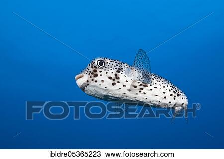 Stock Image - Common Porcupinefish (Diodon hystrix), Socorro, Revillagigedo Islands, Mexico, Central America. Fotosearch