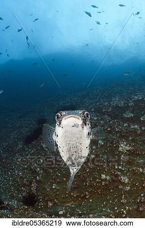 Common Porcupinefish (Diodon hystrix), San Benedicto, Revillagigedo Islands, Mexico, Central America View Large Photo Image Stock Photo - Common Porcupinefish (Diodon hystrix), San Benedicto, Revillagigedo Islands, Mexico, Central America. Fotosearch