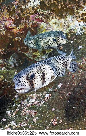 Stock Photography - Common Porcupinefish (Diodon hystrix), San Benedicto, Revillagigedo Islands, Mexico, Central America. Fotosearch