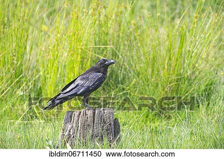 Common raven (Corvus Corax) in a wetland, Brandenburg, Germany, Europe View Large Photo Image Stock Image - Common raven (Corvus Corax) in a wetland, Brandenburg, Germany, Europe. Fotosearch