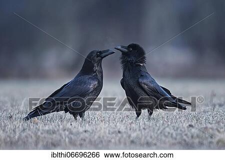Common raven (Corvus corax) pair during courtship, snowy landscape, Middle Elbe Biosphere Reserve, Saxony-Anhalt, Germany, Europe View Large Photo Image Stock Photograph - Common raven (Corvus corax) pair during courtship, snowy landscape, Middle Elbe Biosphere Reserve, Saxony-Anhalt, Germany, Europe. Fotosearch