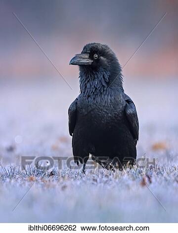 Common raven (Corvus corax) Snowy landscape at sunrise, Middle Elbe Biosphere Reserve, Saxony-Anhalt, Germany, Europe View Large Photo Image Stock Image - Common raven (Corvus corax) Snowy landscape at sunrise, Middle Elbe Biosphere Reserve, Saxony-Anhalt, Germany, Europe. Fotosearch
