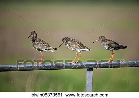 Common redshank (Tringa totanus), on fence, Nijkerk, Netherlands View Large Photo Image Stock Image - Common redshank (Tringa totanus), on fence, Nijkerk, Netherlands. Fotosearch