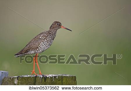 Common redshank (Tringa totanus), on fence post, Nijkerk, Netherlands View Large Photo Image Stock Image - Common redshank (Tringa totanus), on fence post, Nijkerk, Netherlands. Fotosearch