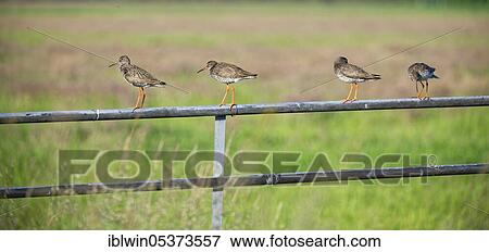Common redshank (Tringa totanus), on fence, Nijkerk, Netherlands View Large Photo Image Stock Photo - Common redshank (Tringa totanus), on fence, Nijkerk, Netherlands. Fotosearch
