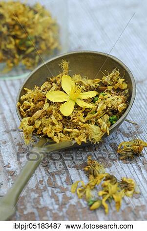 Common St John's wort ( Hype rforatum) dried flowers in spoon View Large Photo Image Stock Photo - Common St John's wort ( Hype rforatum) dried flowers in spoon. Fotosearch