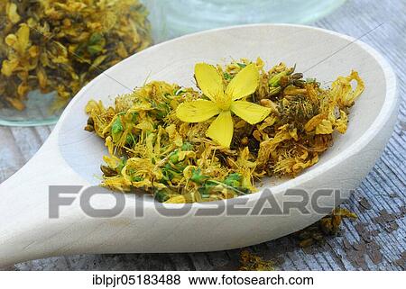 Stock Photo - Common St John's wort ( Hype rforatum) dried flowers in spoon. Fotosearch
