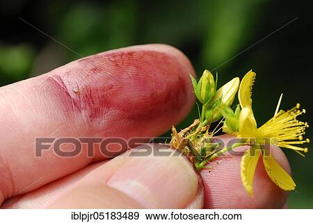 Stock Photo - Common St John's wort ( Hype rforatum) when the buds are crushed, hypericin is released, blood of St. John. Fotosearch