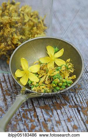 Stock Photograph - Common St John's wort ( Hype rforatum) dried flowers in spoon. Fotosearch