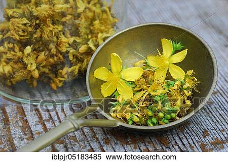 Common St John's wort ( Hype rforatum) dried flowers in spoon View Large Photo Image Stock Photography - Common St John's wort ( Hype rforatum) dried flowers in spoon. Fotosearch