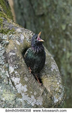Common starling (Sturnus vulgaris), European starling calls in spring from a nest cavity in a hollow tree View Large Photo Image Stock Photo - Common starling (Sturnus vulgaris), European starling calls in spring from a nest cavity in a hollow tree. Fotosearch