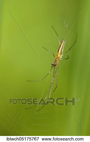 Common streamer spider, in web at the edge of a pond, June, Oberhausen, North Rhine-Westphalia, Germany, Europe View Large Photo Image Stock Photo - Common streamer spider, in web at the edge of a pond, June, Oberhausen, North Rhine-Westphalia, Germany, Europe. Fotosearch