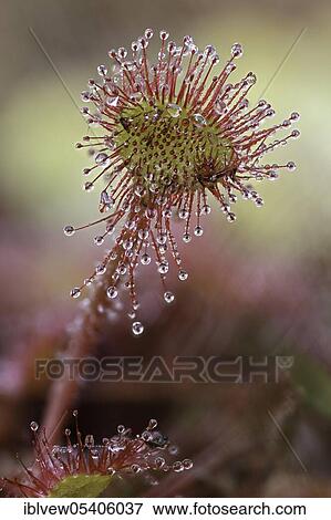 Stock Photo - Common sundew (Drosera rotundifolia) Pfrunger-Burgweiler Ried, Baden-Württemberg, Germany, Europe. Fotosearch